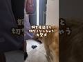 姉を見送ると切なくなっちゃう大型犬 #ゴールデンレトリバー #大型犬のいる生活 #大型犬と子供 #goldenretreiver