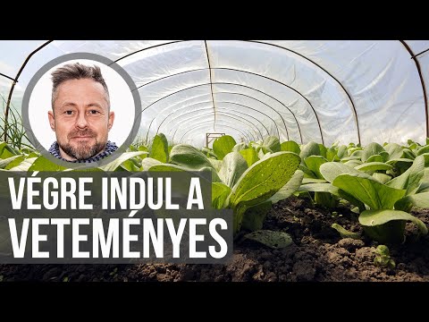 Videó: Mit lehet a montbretiával termeszteni?