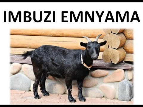 IMBUZI EMNYAMA IYAWENZA YINI UMSEBENZI?