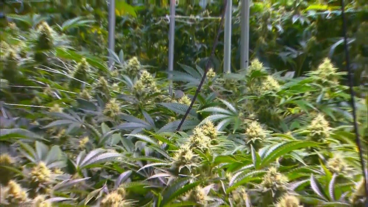 Legalizing Recreational Marijuana Could Expand Missouri Workforce Legalizing recreational marijuana could expand missouri workforce