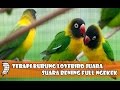 Terapi Burung Lovebird Juara Gacor Suara Bening Full Ngekek Panjang Dilapangan Omkicau(.mp3 .mp4) Mp3 - Mp4 Download