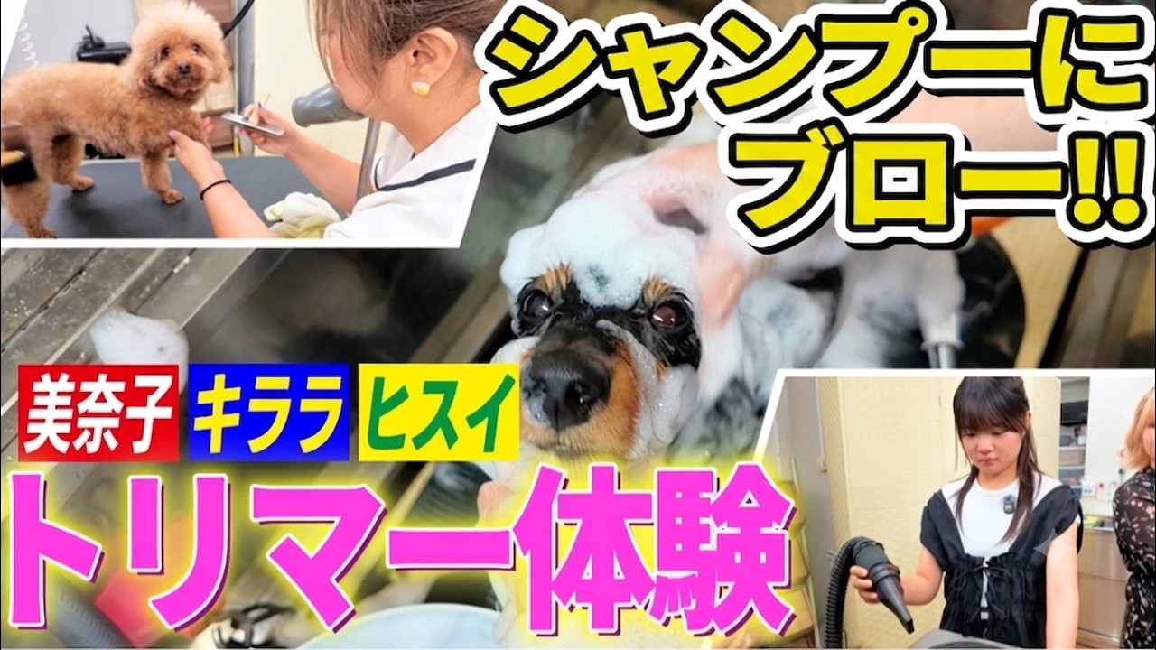 【必見👀】ワンちゃんをシャンプーする時のコツとは⁉️