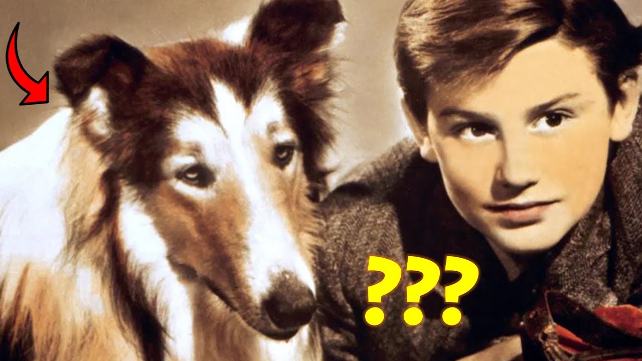 This Is The Most Famous Dog In HISTORY YouTube this-is-the-most-famous-dog-in-history-youtube