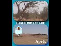 Avant aprs darou minane taif 2023