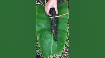 #shorts Cá lóc nướng rơm thơm nức mũi