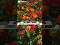 Come curare la lantana: i consigli per farla fiorire al meglio! #garden #lantana #lantanacamara
