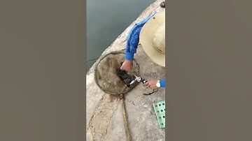 câu lure dính cá mú