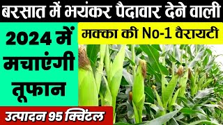 बरसाती मक्का की टॉप वैरायटी | makka ki no.1 variety | Pioneer 3401 makka, hybrid makka Resimi