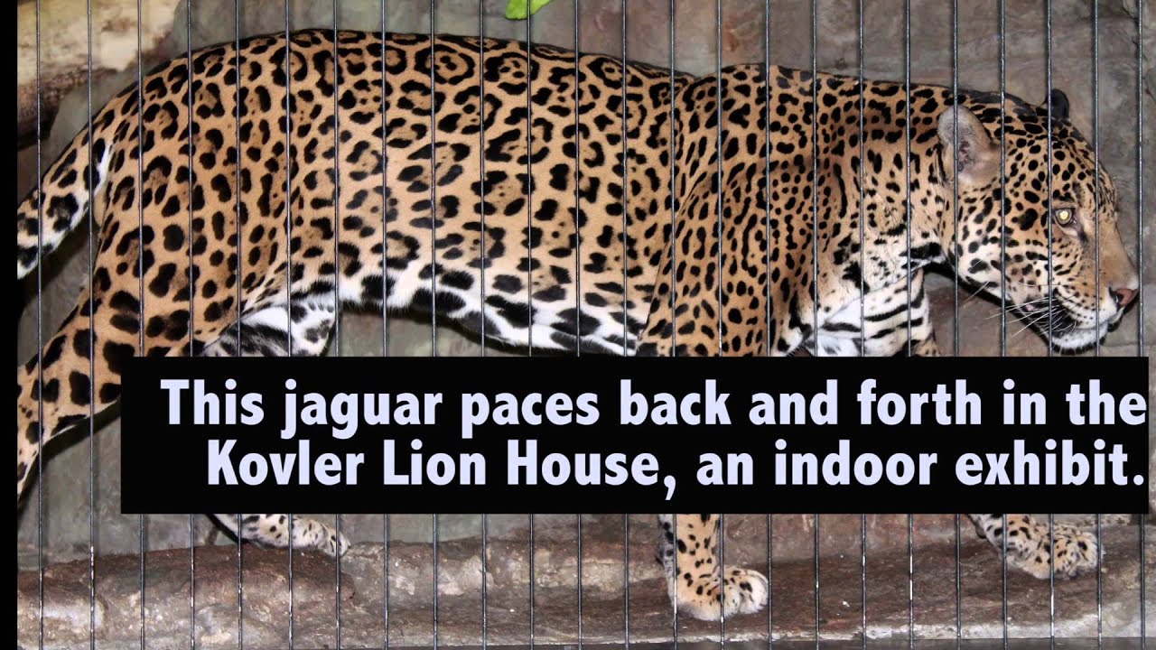 Photo slideshow of Lincoln Park Zoo's animals YouTube