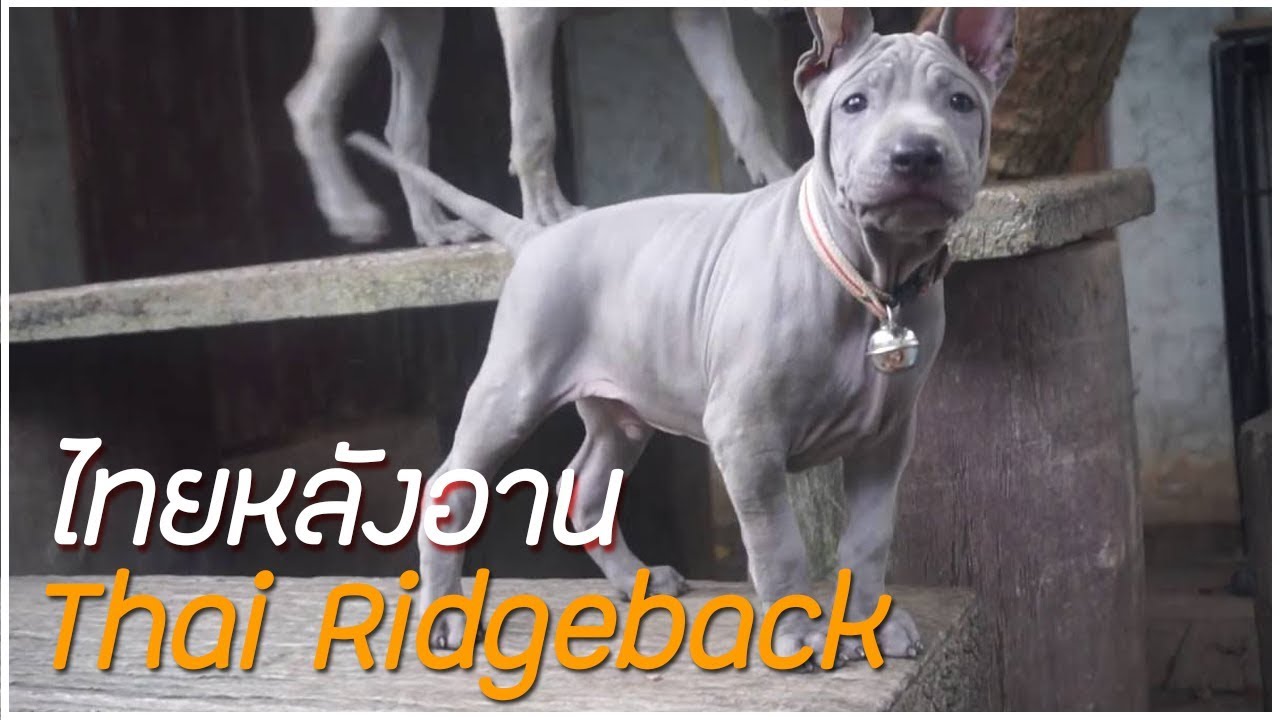 หมา พันธุ์ ขน สั้น  2022 Update  รู้จักสุนัขพันธุ์ ไทยหลังอาน (Thai Ridgeback) สุนัขนักล่าเชื้อสายไทย | Perkak Eiei