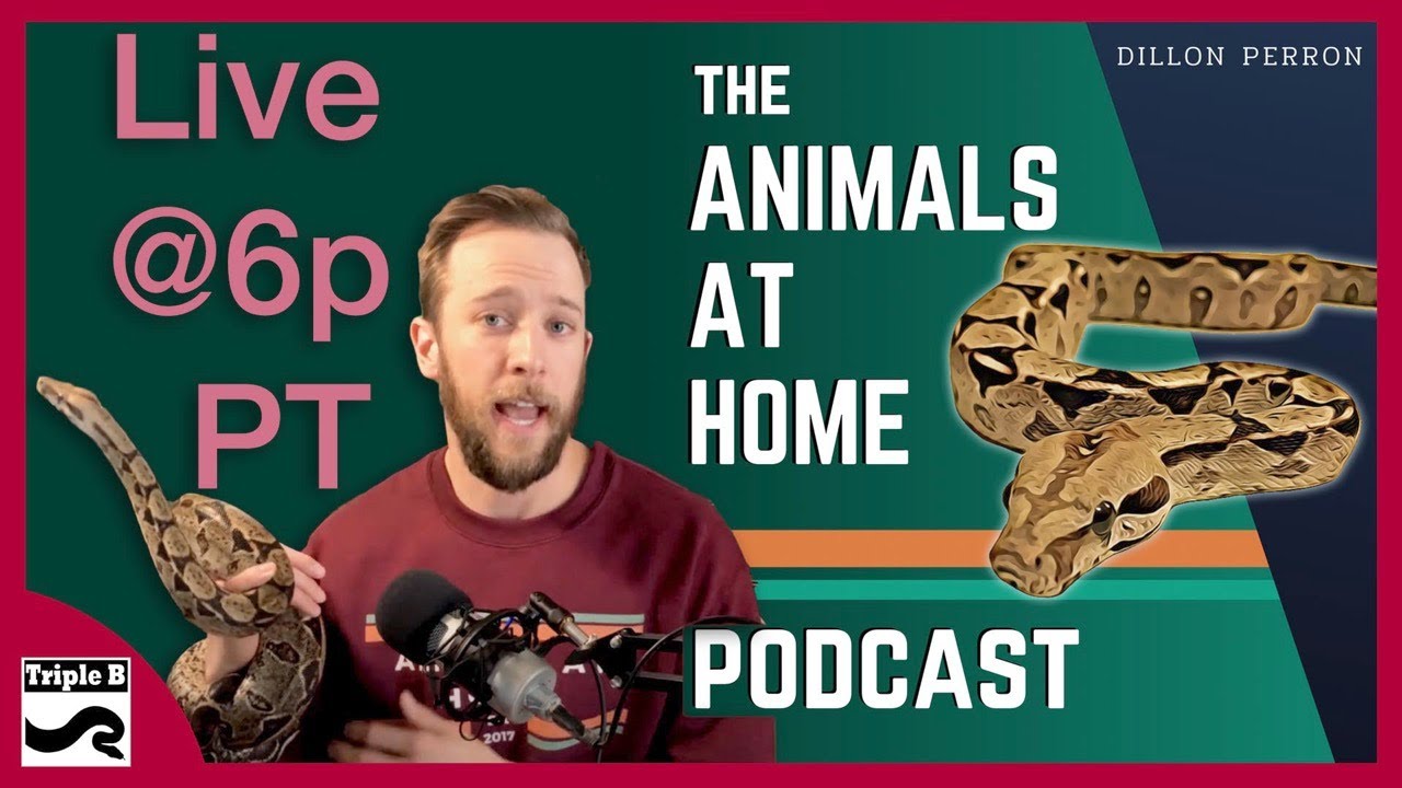 Dillon Perron of Animals at Home - YouTube