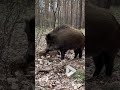 Wild boar spotted with cubs in forest || viral Video UK