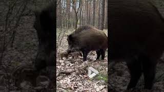 Wild boar spotted with cubs in forest || viral Video UK