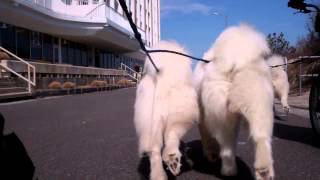 Samoyeds Scootering at Sea Isle City, NJ by SamoyedMoms 2,643 views 10 years ago 5 minutes, 14 seconds