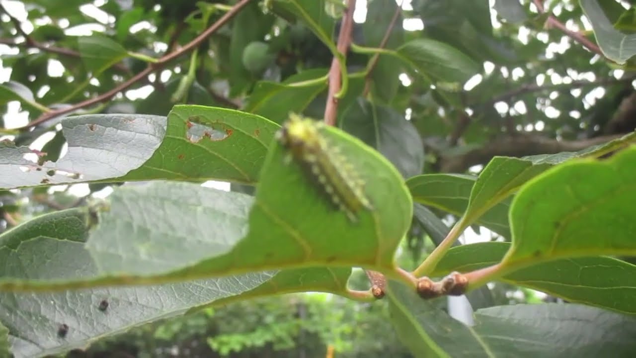 8月 毛虫 柿の木に毛虫 イラガの幼虫が大発生 刺されるとものすごく痛い ご注意 22 08 07 字幕 Youtube 8月 毛虫 柿の木に毛虫 イラガの幼虫が大発生 刺されるとものすごく痛い ご注意 22 08 07 字幕 Youtube