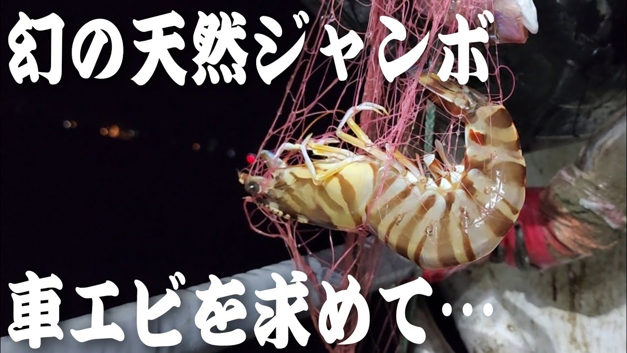 幻の天然ジャンボ車エビを求めて！クルマエビ漁・新潟県糸魚川市で水揚げ