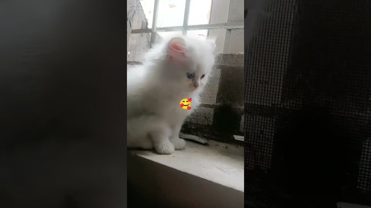#shortvideo #cat #cuteanimal #catcute #funny #cutecat #cute #cutepet #kitten