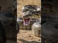 Honey Badger vs African Rock Python | Fearless Beast vs Giant Constrictor!