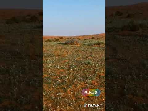 في ناضري تلقا بها اشوق برقا