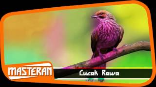 Download Lagu SUARA MASTERAN - Ocehan Burung Cucak Rawa The Best MP3