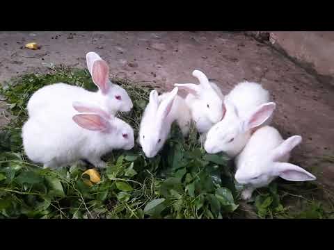 Video mô hình nuôi thỏ sạch trong chuồng heo thử nghiệm ở... - youtube