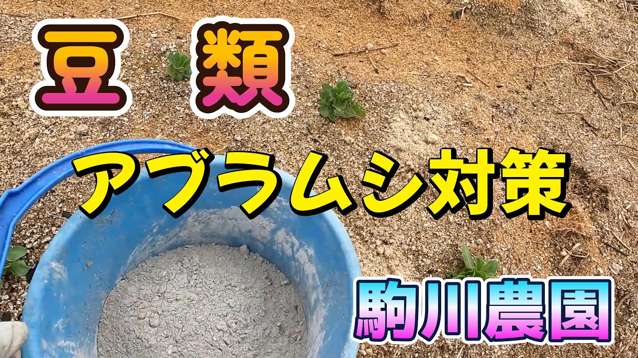 豆類アブラムシ対策　駒川農園　26.2.28