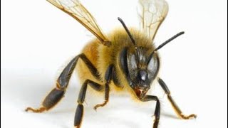 كم عدد أرجل النحلة