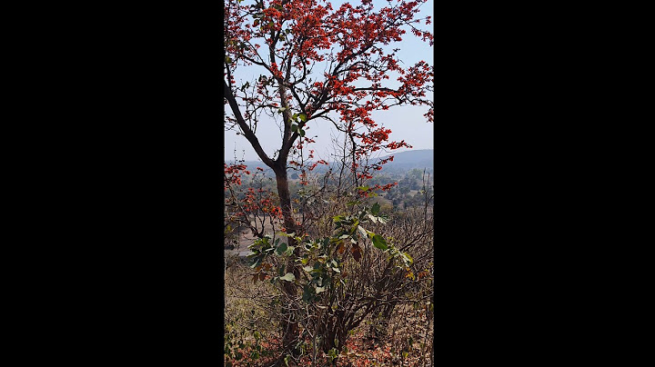 BEAUTIFUL NATURE ! LIVE STREAMING ! #live #livestream #livenow #livenews  #travel #livestreaming