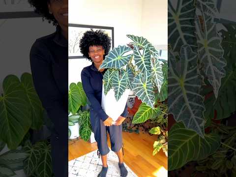 Video: Pokojová rostlina Alocasia – Jak vypěstovat pokojovou rostlinu africké masky