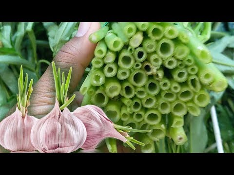 Video: ¿Se puede comer el ajo germinado?
