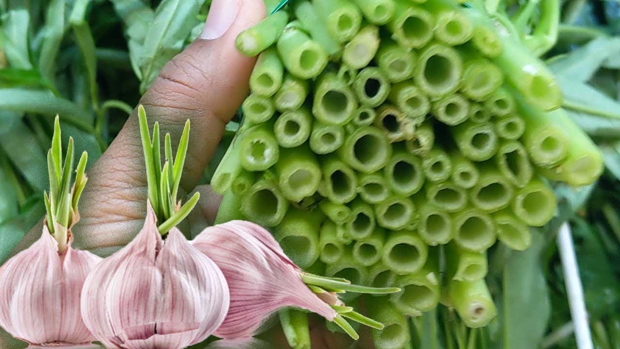 Espirulina para bajar de peso dosis de diclofenaco Espirulina para bajar de peso dosis de diclofenaco