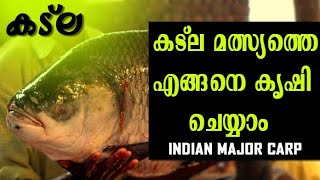 Catla fish farming | കട്ല മീൻ കൃഷി ചെയ്യാം | Catla breeding | Katla fish farming malayalam #കട്ലമീൻ