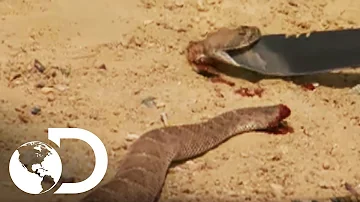 ¿Qué serpiente mata al instante?