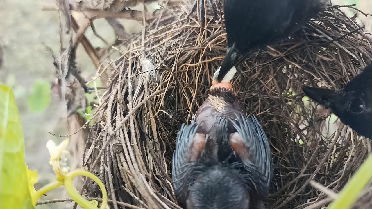 How Do Birds Clean The Latrines Of Their Babies YouTube how-do-birds-clean-the-latrines-of-their-babies-youtube