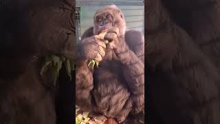 Gorilla Eating Huge Pineapple!