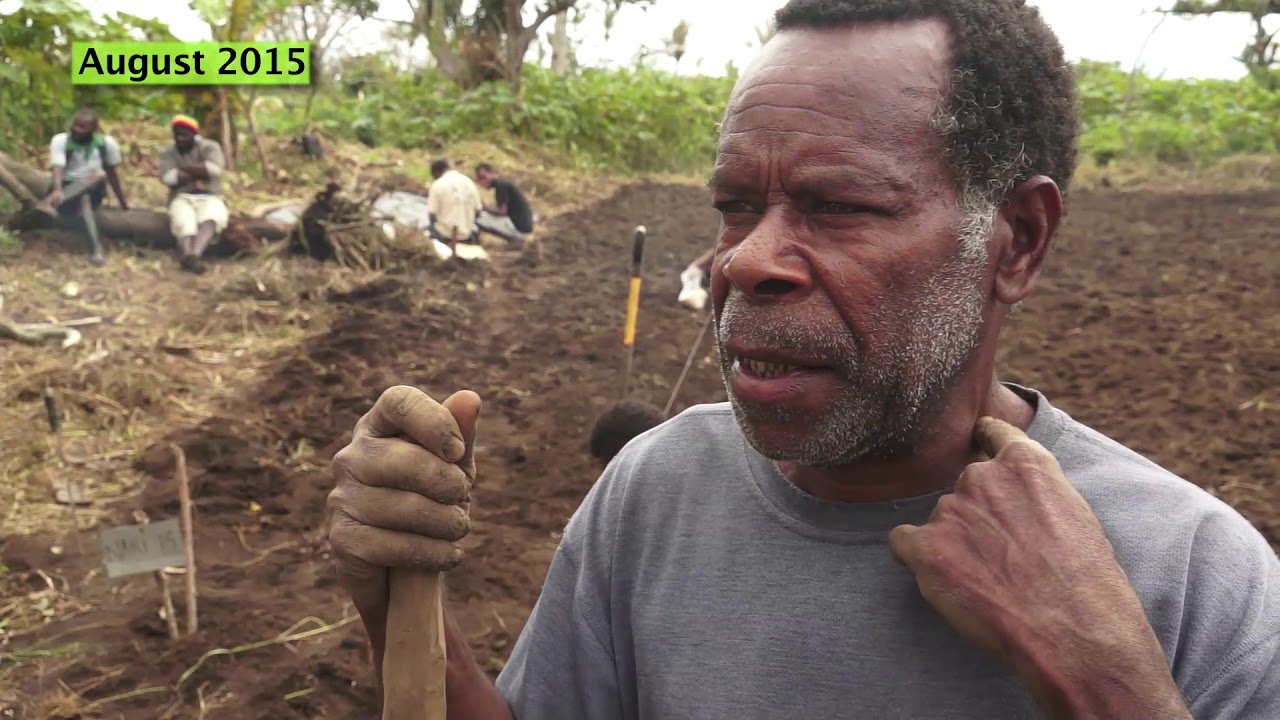 Farming Rice on Tanna