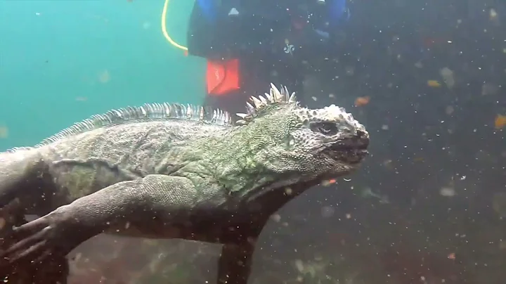 Galapagos Diving Holiday with Master Liveaboards