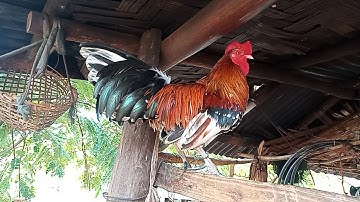 mus ncig saib qaib txaij nyob xeev LouangPraBang