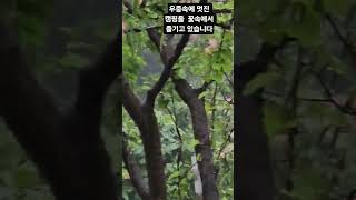 우중캠핑              뷰가좋은 캠핑장     나만 가고싶은 캠핑장 애완견캠핑장 차박캠핑장