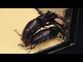 WHAT HAPPENS IF TWO STAG BEETLES SEE EACH OTHER? BRUTAL BATTLE OF STAG BEETLE FOR A FEEMALE BEETLE!