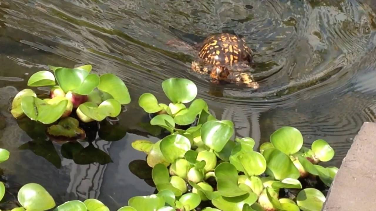 European pond turtle sitting on a trunk in a pond iPhone 11 Pro