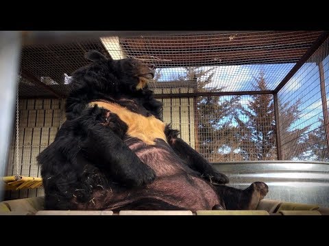 Obese Bear Rescued from Pennsylvania 'Sportsmen's Club' Recovering in Colorado