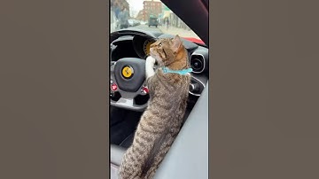 Cat Steals a Ferrari!? 😱You Won’t Believe This Footage! #shorts