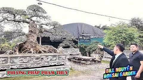 PHƯƠNG PHÁP PHẠM THUỲ - Ko thể hiểu được lá mọc mất cây 