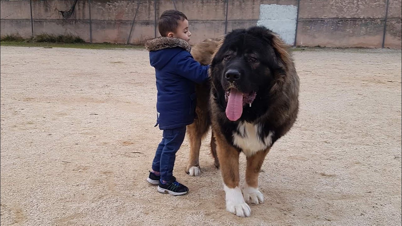 caucasian shepherd puppies for sale near me