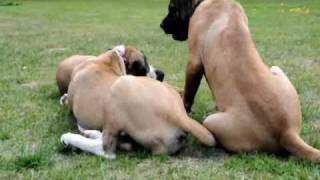Boerboel Voodoo And A Few More From Ollie