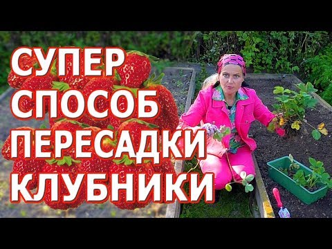 Пересадка клубники осенью. Как размножить клубнику и получить богатый урожай в следующем году.