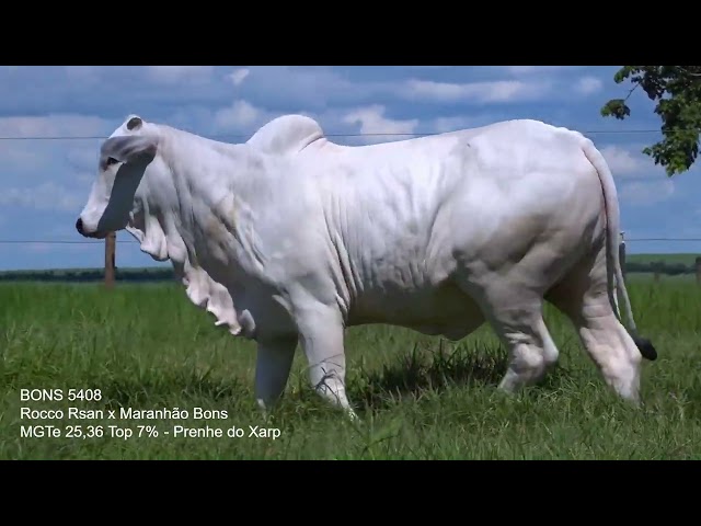 Lote 5   Leilão Virtual Especial Bonsucesso