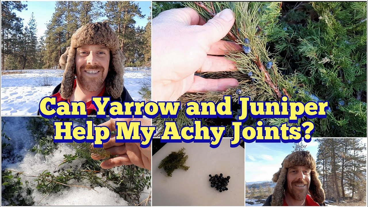 Can These Plants Help Joint and Muscle Pain? - Juniper Berries and Yarrow Leaves