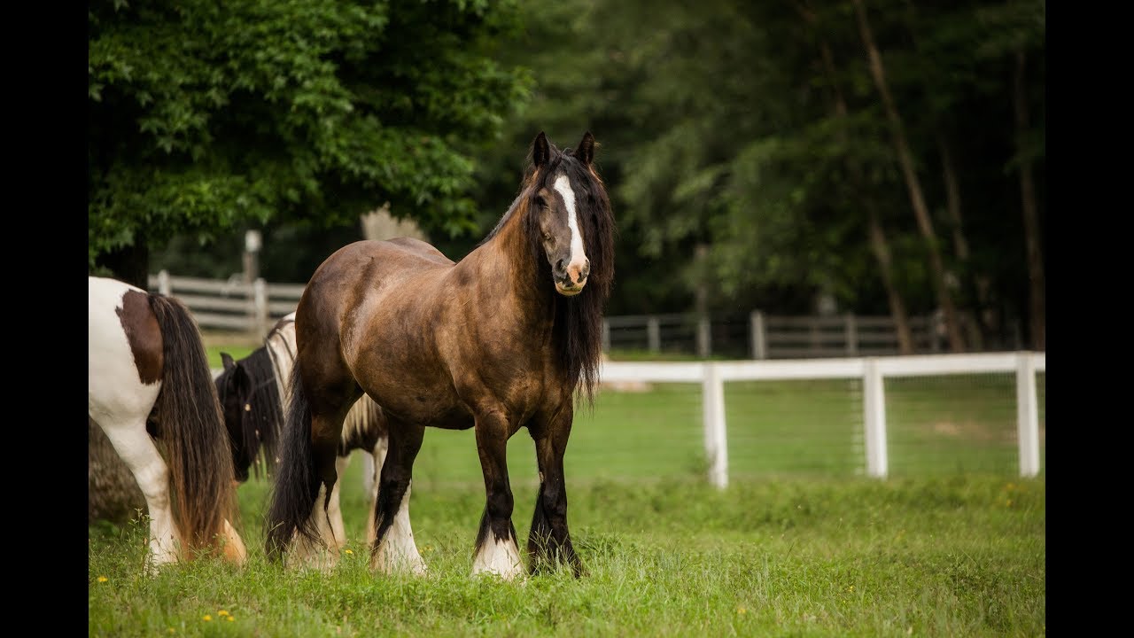 Magnificent Manes (Horse Hair Care, Braids, FAQs) - Horse Rookie